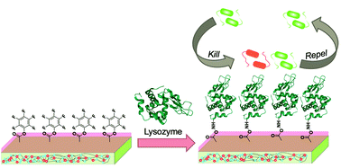 Graphical abstract: Surfaces with antifouling-antimicrobial dual function via immobilization of lysozyme on zwitterionic polymer thin films