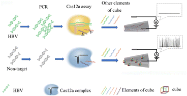 Graphical abstract: A signal on–off strategy based on the digestion of DNA cubes assisted by the CRISPR–Cas12a system for ultrasensitive HBV detection in solid-state nanopores