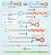 Graphical abstract: Phosphorothioated and phosphate-terminal dumbbell (PP-TD) probe-based rapid detection of polynucleotide kinase activity