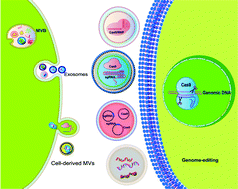 Graphical abstract: Cell-derived extracellular vesicles for CRISPR/Cas9 delivery: engineering strategies for cargo packaging and loading