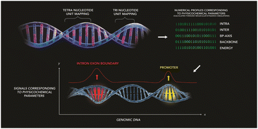 Graphical abstract: Molecular dynamics simulation-based trinucleotide and tetranucleotide level structural and energy characterization of the functional units of genomic DNA