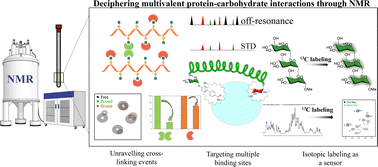 Graphical abstract: Exploring multivalent carbohydrate–protein interactions by NMR