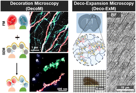 Graphical abstract: In situ silver nanoparticle development for molecular-specific biological imaging via highly accessible microscopies