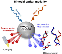 Graphical abstract: Pr3+ doped NaYF4 and LiYF4 nanocrystals combining visible-to-UVC upconversion and NIR-to-NIR-II downconversion luminescence emissions for biomedical applications