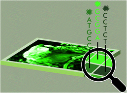 Graphical abstract: An 8-bit monochrome palette of fluorescent nucleic acid sequences for DNA-based painting