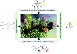 Graphical abstract: The pinene scaffold: its occurrence, chemistry, synthetic utility, and pharmacological importance