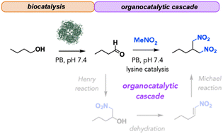 Graphical abstract: One-pot cascade reactions for the synthesis of dinitroalkanes in aqueous buffer