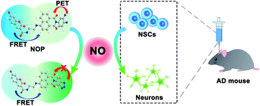 Graphical abstract: A two-photon ratiometric fluorescent probe for real-time imaging and quantification of NO in neural stem cells during activation regulation