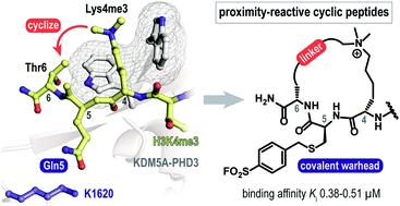 Graphical abstract: Covalent labeling of a chromatin reader domain using proximity-reactive cyclic peptides