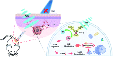 Graphical abstract: Ferroptosis promotes sonodynamic therapy: a platinum(ii)–indocyanine sonosensitizer