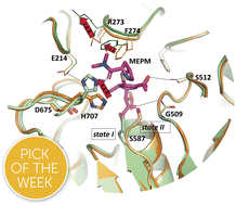 Graphical abstract: A carbapenem antibiotic inhibiting a mammalian serine protease: structure of the acylaminoacyl peptidase–meropenem complex