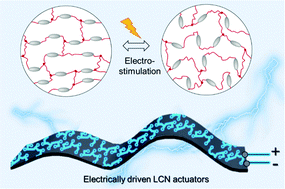 Graphical abstract: Electrically driven liquid crystal network actuators