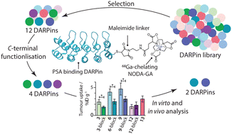 Graphical abstract: Designed ankyrin repeat proteins for detecting prostate-specific antigen expression in vivo