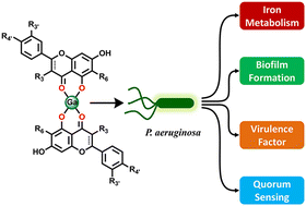 Graphical abstract: Dual-action gallium-flavonoid compounds for combating Pseudomonas aeruginosa infection