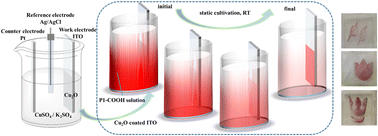 Graphical abstract: Soluble polymer facilely self-grown in situ on conducting substrates at room temperature towards electrochromic applications