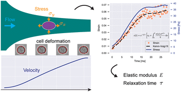 Graphical abstract: High-throughput viscoelastic characterization of cells in hyperbolic microchannels