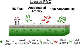 Graphical abstract: Catalytic effect of transition metal-doped medical grade polymer on S-nitrosothiol decomposition and its biological response