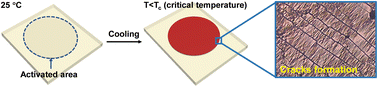 Graphical abstract: A cold-responsive liquid crystal elastomer provides visual signals for monitoring a critical temperature decrease