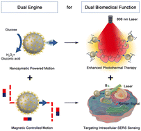 Graphical abstract: Nanozymatic magnetic nanomotors for enhancing photothermal therapy and targeting intracellular SERS sensing