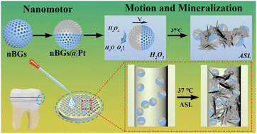 Graphical abstract: Self-propelled bioglass janus nanomotors for dentin hypersensitivity treatment