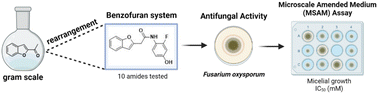 Graphical abstract: On the way to potential antifungal compounds: synthesis and in vitro activity of 2-benzofuranylacetic acid amides