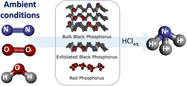 Graphical abstract: Few-layer black phosphorus enables nitrogen fixation under ambient conditions