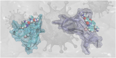 Graphical abstract: Resolving a guanine-quadruplex structure in the SARS-CoV-2 genome through circular dichroism and multiscale molecular modeling