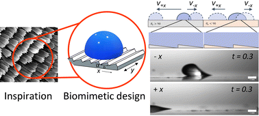 Graphical abstract: Optimizing anisotropic transport on bioinspired sawtooth surfaces