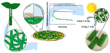 Graphical abstract: Bioinspired mechanically stable all-polysaccharide based scaffold for photosynthetic production