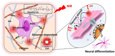 Graphical abstract: Bioactive cell niche mediating uniform thermal stimulus for BMSC neural differentiation through TRPV1 channel activation