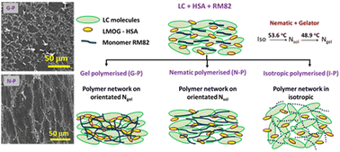 Graphical abstract: Anisotropic sol–gel transition and morphological aspects of a hierarchical network of nematic gel and a superimposed photopolymer