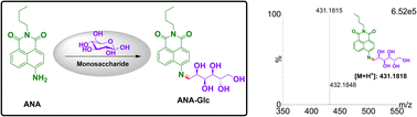 Graphical abstract: Simultaneous determination of naphthalimide-labelled monosaccharides in P. cyrtonema Hua. polysaccharides utilizing the HPLC-UV technique
