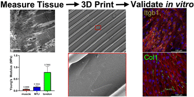 Graphical abstract: 3D Printing of a Biomimetic Myotendinous Junction Assisted by Artificial Intelligence