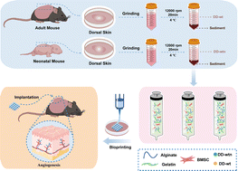 Graphical abstract: Bioactive additives from the dorsal dermis of mice for enhanced vascularization in 3D bioprinting
