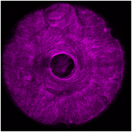 Graphical abstract: Leveraging microtopography to pattern multi-oriented muscle actuators
