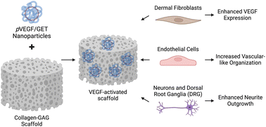 Graphical abstract: Development of a VEGF-activated scaffold with enhanced angiogenic and neurogenic properties for chronic wound healing applications