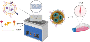 Graphical abstract: Hybrid lipid nanoparticles derived from human mesenchymal stem cell extracellular vesicles by microfluidic sonication for collagen I mRNA delivery to human tendon progenitor stem cells