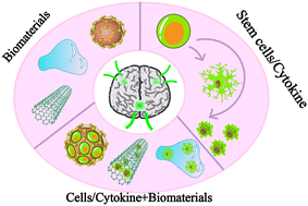 Graphical abstract: Biomaterials and stem cells targeting the microenvironment for traumatic brain injury repair: progress and prospects