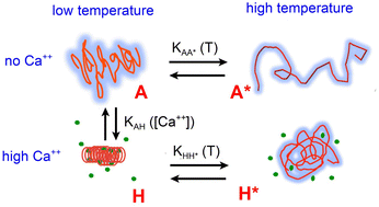 Graphical abstract: The effect of Ficoll 70 on thermally-induced and chemically-induced conformational transitions of an RTX protein is quantitatively accounted for by a unified excluded volume model