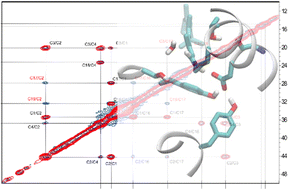 Graphical abstract: The retinal chromophore environment in an inward light-driven proton pump studied by solid-state NMR and hydrogen-bond network analysis