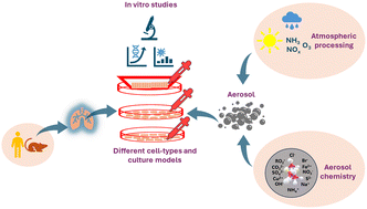 Graphical abstract: Review of in vitro studies evaluating respiratory toxicity of aerosols: impact of cell types, chemical composition, and atmospheric processing