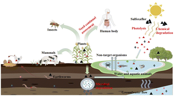 Graphical abstract: Neonicotinoid insecticide sulfoxaflor in the environment: a critical review of environmental fate, degradation mechanism, and toxic effects