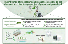 Graphical abstract: The influence of magnesium and manganese cations on the chemical and bioactive properties of purple and green basil