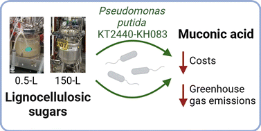 Graphical abstract: Bioprocess development and scale-up for cis,cis-muconic acid production from glucose and xylose by Pseudomonas putida