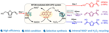 Graphical abstract: Constructing a chemoenzymatic strategy for enhancing the efficiency of selectively transforming 5-hydroxymethylfurfural into furan carboxylic acids