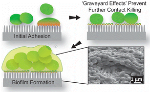 Graphical abstract: Graveyard effects of antimicrobial nanostructured titanium over prolonged exposure to drug resistant bacteria and fungi