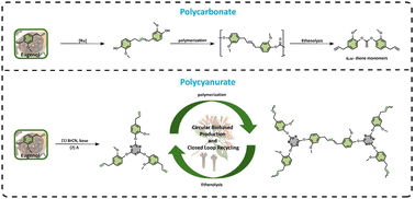 Graphical abstract: [Ru]-Catalyzed olefin metathesis and ethenolysis for the synthesis and recycling of bio-based polycarbonates and polycyanurates
