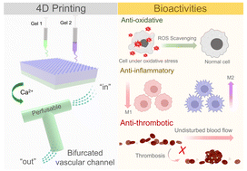 Graphical abstract: A 4D printed nanoengineered super bioactive hydrogel scaffold with programmable deformation for potential bifurcated vascular channel construction