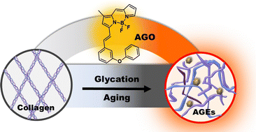 Graphical abstract: Development of a specific fluorescent probe to detect advanced glycation end products (AGEs)