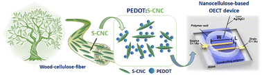 Graphical abstract: Nanocrystalline cellulose-based mixed ionic–electronic conductor for bioelectronics